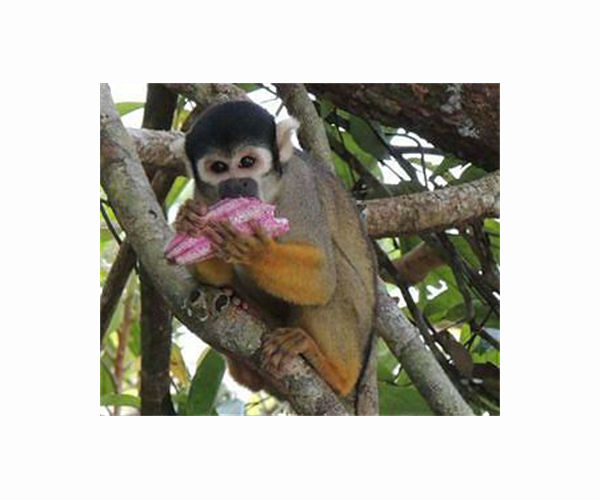 Man arrested in France over theft of endangered monkeys