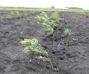 Black locust showing promise for biomass potential