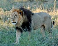 Roaring success: lions return to Rwanda, with rhinos next?