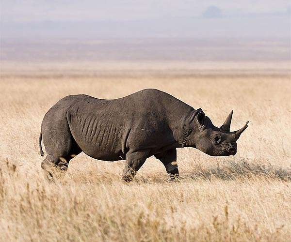 South Africa rhino poachers spread from national parks