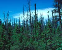 Forest Service Launches Web-Based Forest Threats Viewing Tool