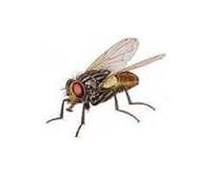 Identifying The Origin Of The Fly