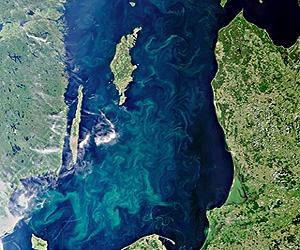 Eutrophication Makes Toxic Cyanobacteria More Toxic