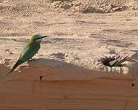 Cyprus poachers kill 2.3 million songbirds in 2016