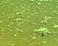 General Atomics To Develop Algae-Derived Jet Fuel