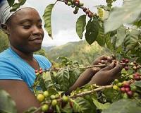 Scientists' new way to identify microscopic worm attacking coffee crops