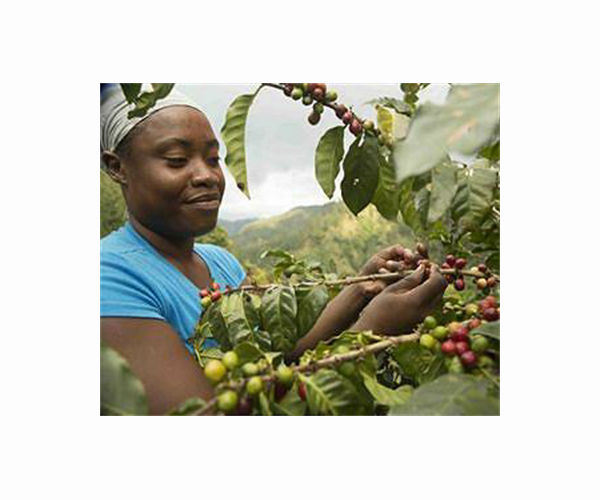 Forgotten species could future-proof coffee in a warming world