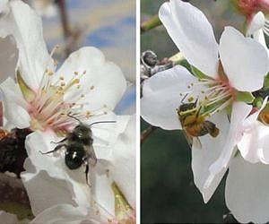 2 new studies show why biodiversity is important for pollination services in California almond