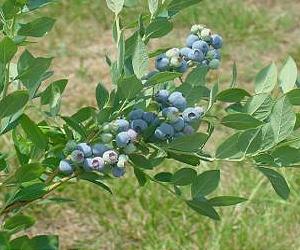 Factors in berry-splitting in blueberries examined