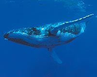 Blue whales disturbed by seismic surveys, warn scientists