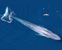 Data on blue whales off California helps protect their distant relatives
