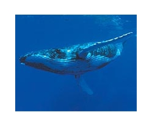 Scientists set sail to study blue whales