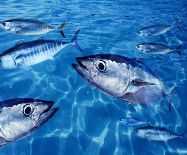 'Tuna King' pays record $3.2 mn for bluefin at Tokyo auction