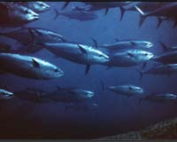 Oregon tuna found with Fukushima radiation still safe to eat