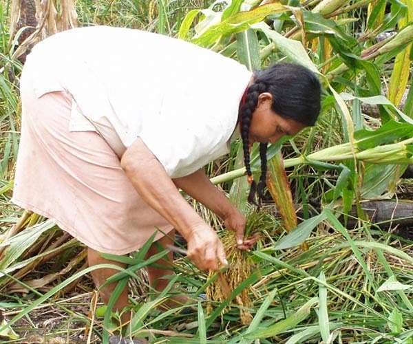 Rice cultivation recorded at a Neolithic site 8000 years ago