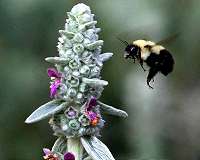 By attacking queen bumblebee, pesticide threatens colony: study