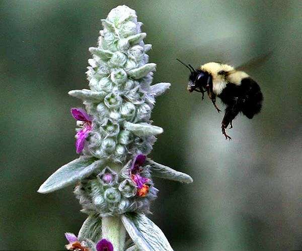 Climate change causes wonky bumblebee wings: scientists