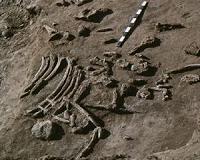 Fossil record disappears at different rates