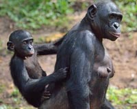 Bonobos show a preference for jerks