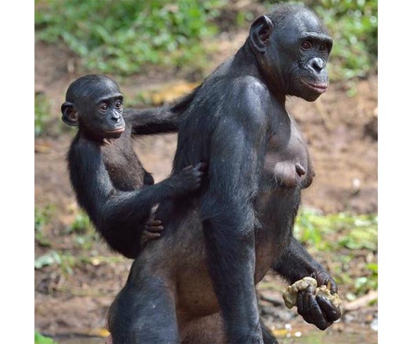 Good neighbors: Bonobo study offers clues into early human alliances