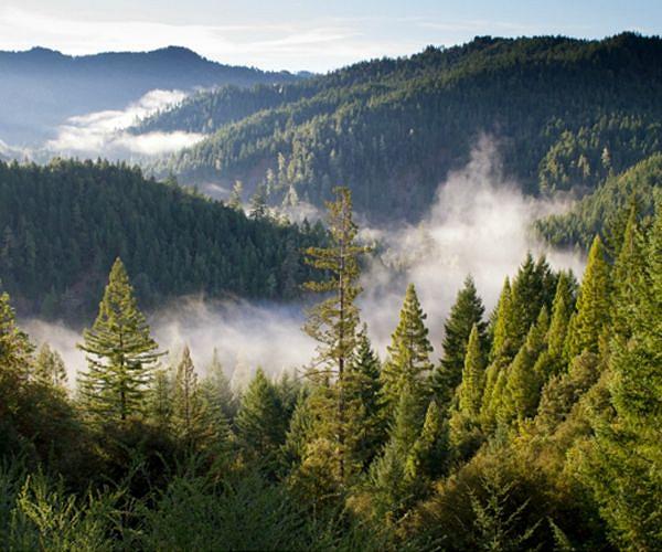 Sweden sees silent forests as sanctuaries from a noisy world