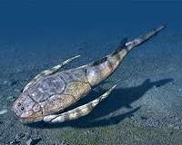 Tracing the evolutionary origins of fish to shallow ocean waters