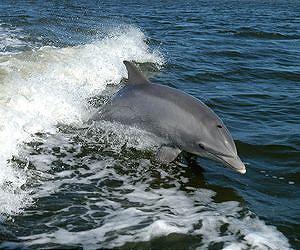 Measles-like virus blamed for Atlantic dolphin deaths
