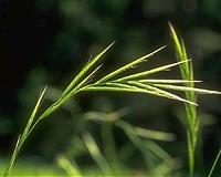 UNT researchers discover potential new paths for plant-based bioproducts