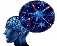 Modular brains help organisms learn new skills without forgetting old skills
