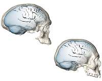 Modern human brain organization emerged only recently