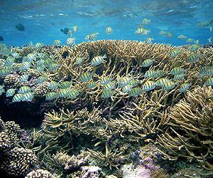 Coral reefs suffering, but collapse not inevitable
