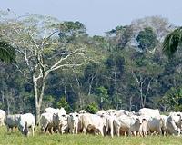 Amnesty says Brazil must combat illegal Amazon cattle ranching