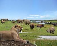 Virus lockdown boosts South African virtual safari tours