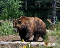 Farmers fume as France stands firm on more Pyrenees bears
