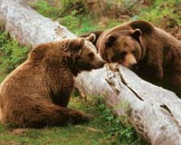Albania bans hunting to save endangered animals