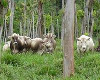 Use more forages in livestock farming