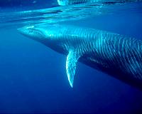 Whales in the wild: rare gem amid Thailand mass tourism