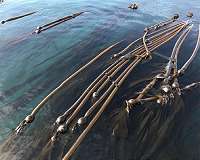 Satellite data boosts understanding of climate change's effects on kelp