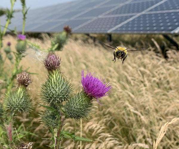 Solar parks could boost bumble bee numbers in a win-win for nature