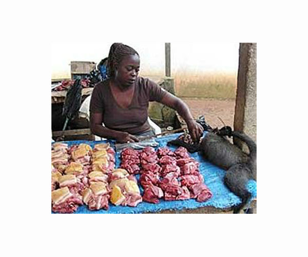 People in developing countries eat less bushmeat as they migrate from rural to urban areas