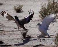 Pakistan asks Supreme Court to overturn ban on hunting rare bird