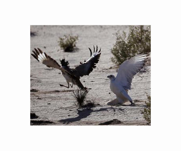 Study says the heaviest flying bird seems to self-medicate with plants