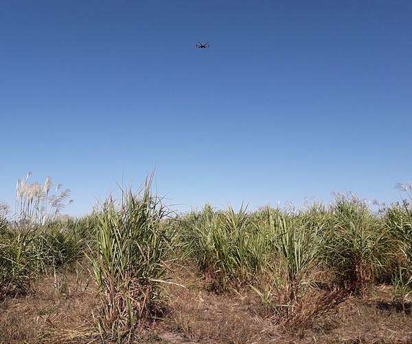 From lab to field: CABBI pipeline delivers oil-rich sorghum