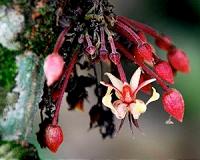 Chocolate's origin 1,500 years earlier than thought, archaeologists find