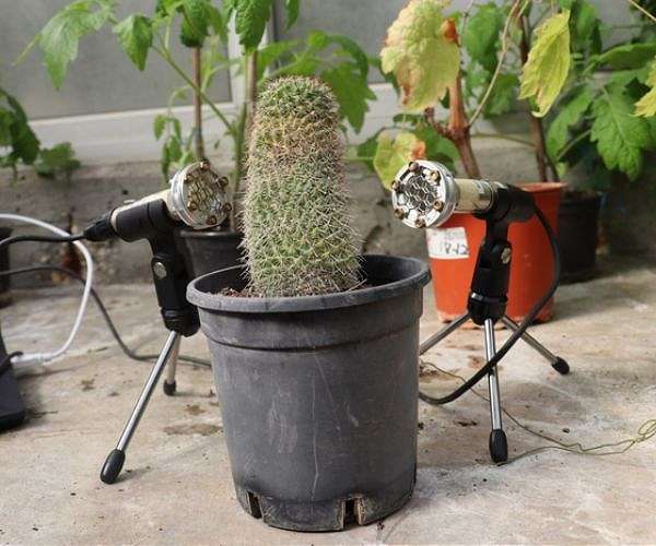 Global breakthrough: Plants emit sounds