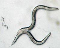 Researchers Receive Grant to Send Worms into Space