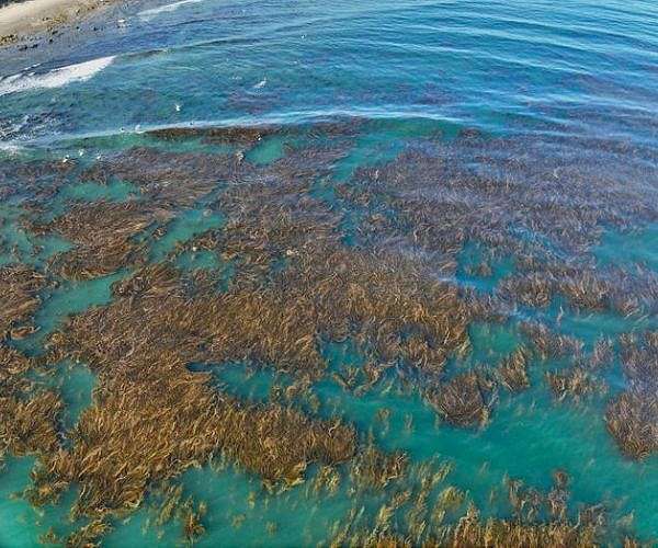 Australian seaweed farm tackles burps to help climate
