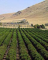 California's Big Freeze Threatening Citrus Crops