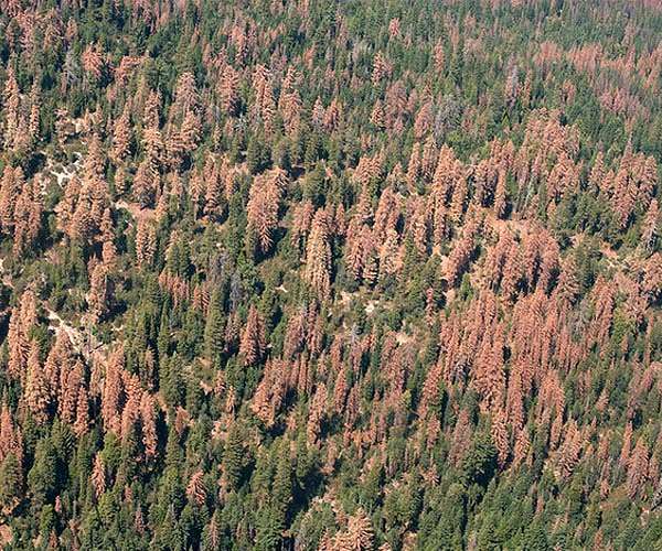 California's beetle-killed, carbon-storing pine forests may not come back