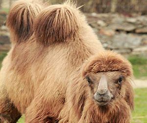 Decoding the Genome of the Camel